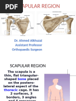 Posterior View of Scapula Anatomy | PDF | Limbs (Anatomy ...