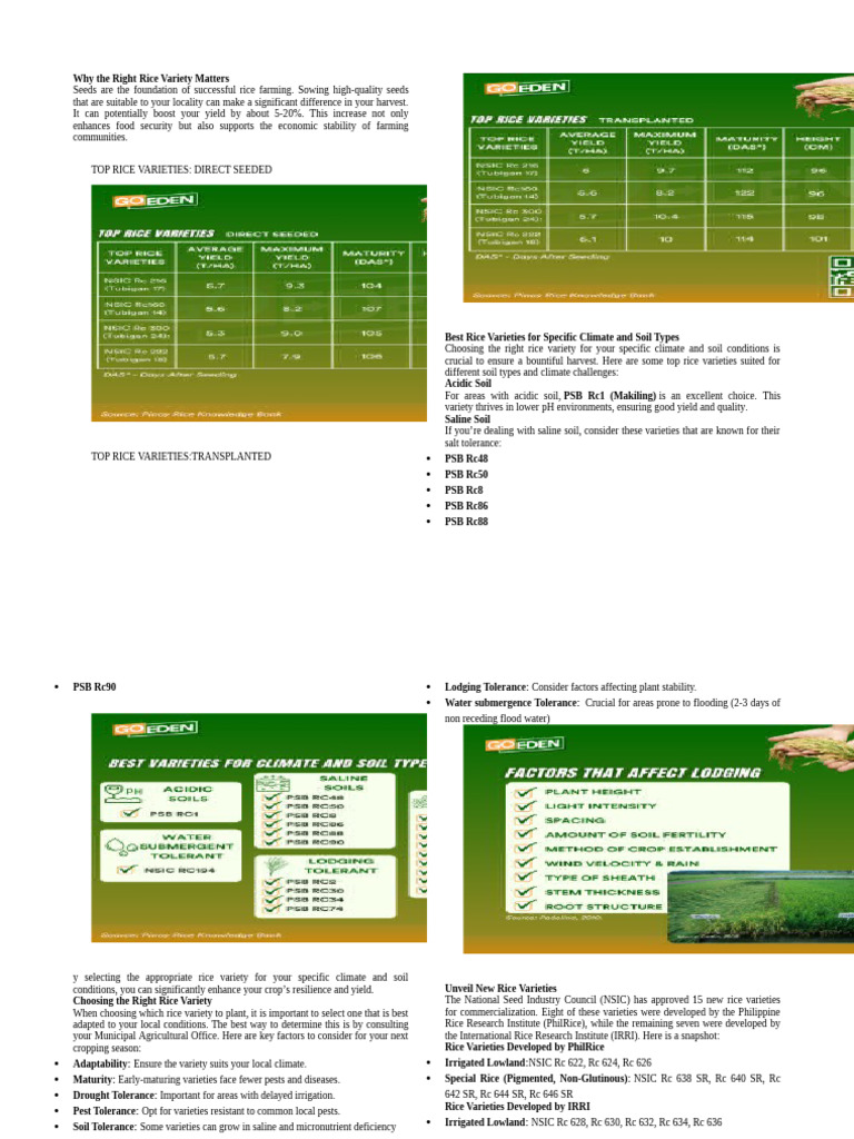 Characteristics of Rc 534 Rice Variety | PDF | Rice | Agriculture