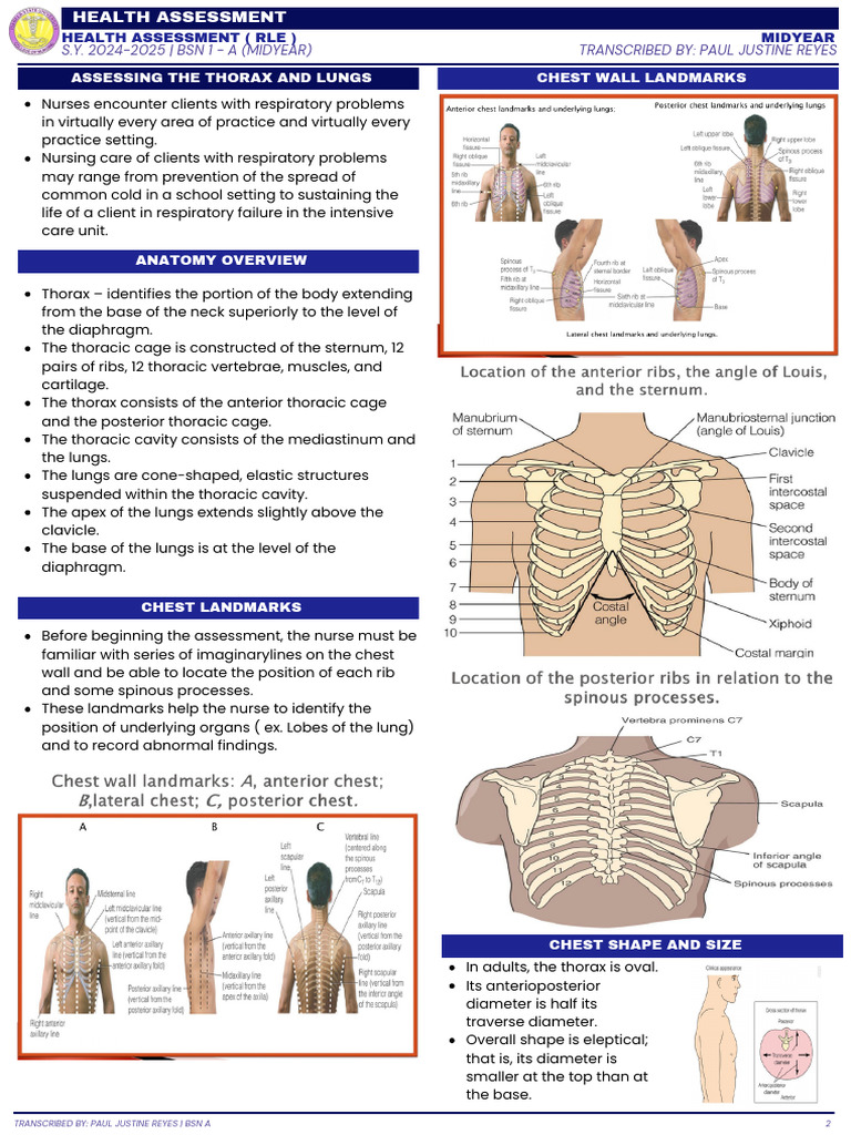 Thorax and Lung Assessment Guide | PDF | Breast | Thorax