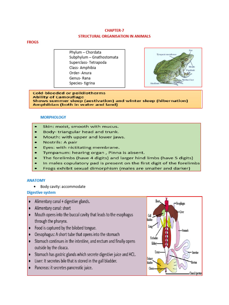 Frog Structural Organization Overview | PDF | Frog | Pancreas