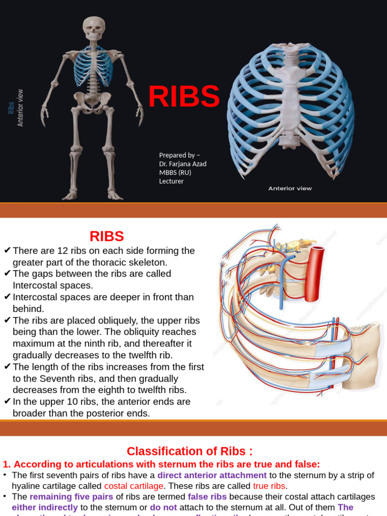 Anatomy and Classification of Ribs | PDF | Vertebra | Musculoskeletal ...