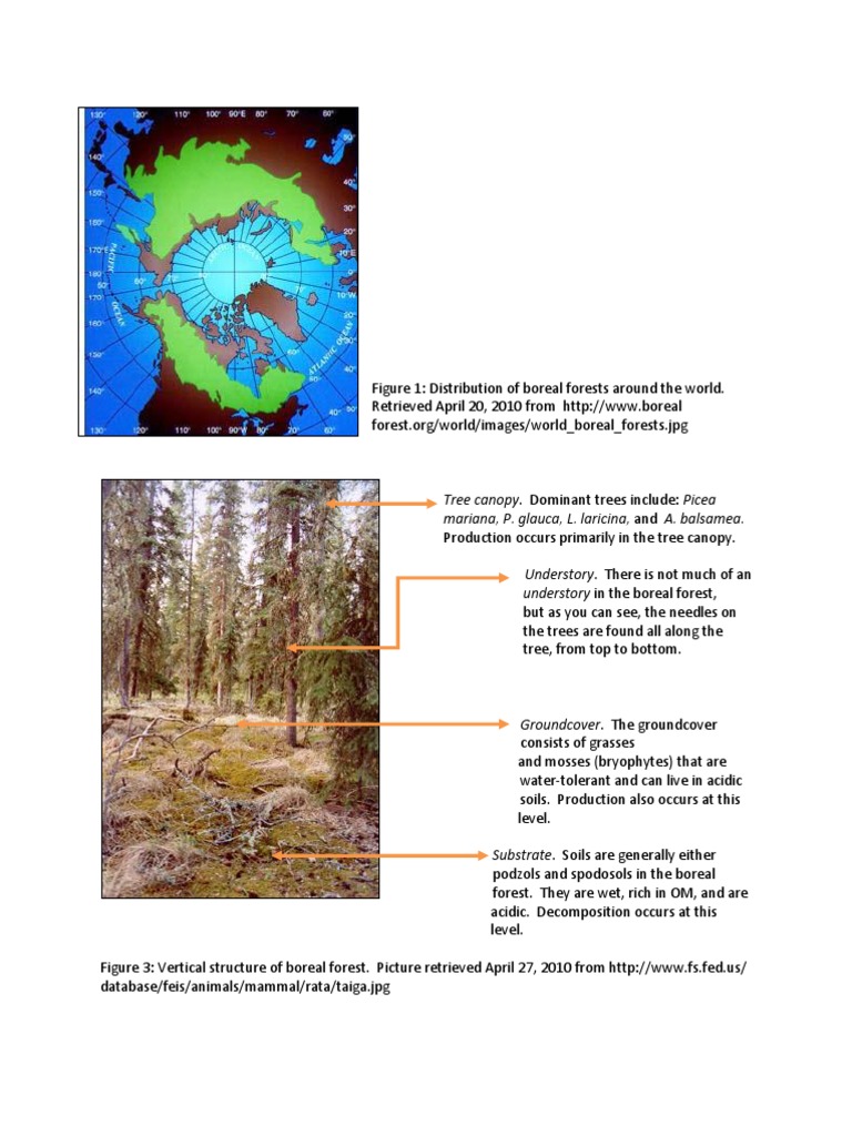 Boreal Forest Ecosystem Structure Overview | PDF