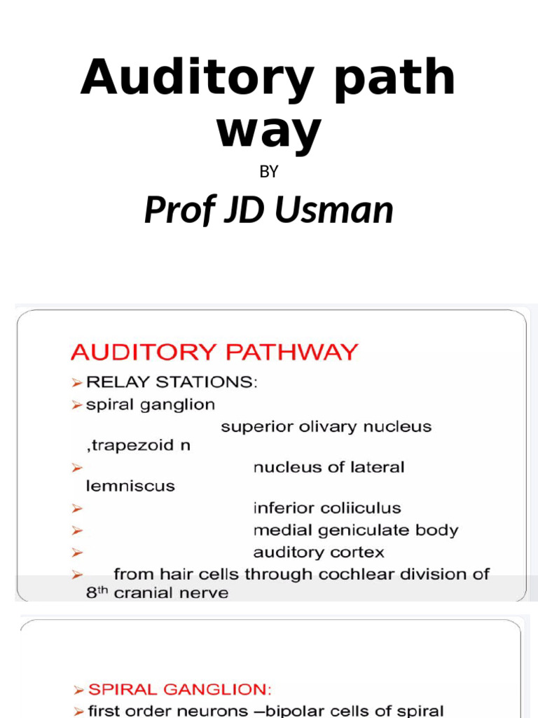 Auditory Pathway | PDF