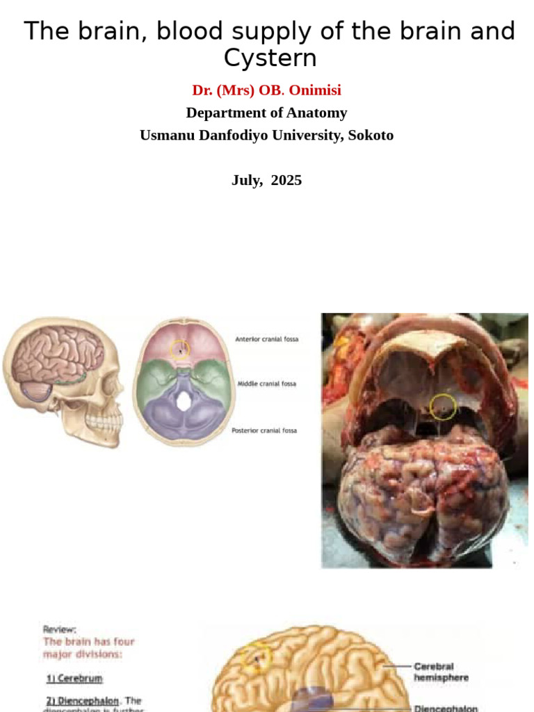 Brain Anatomy and Blood Supply Overview | PDF | Central Nervous System ...