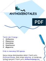 Anthoceros