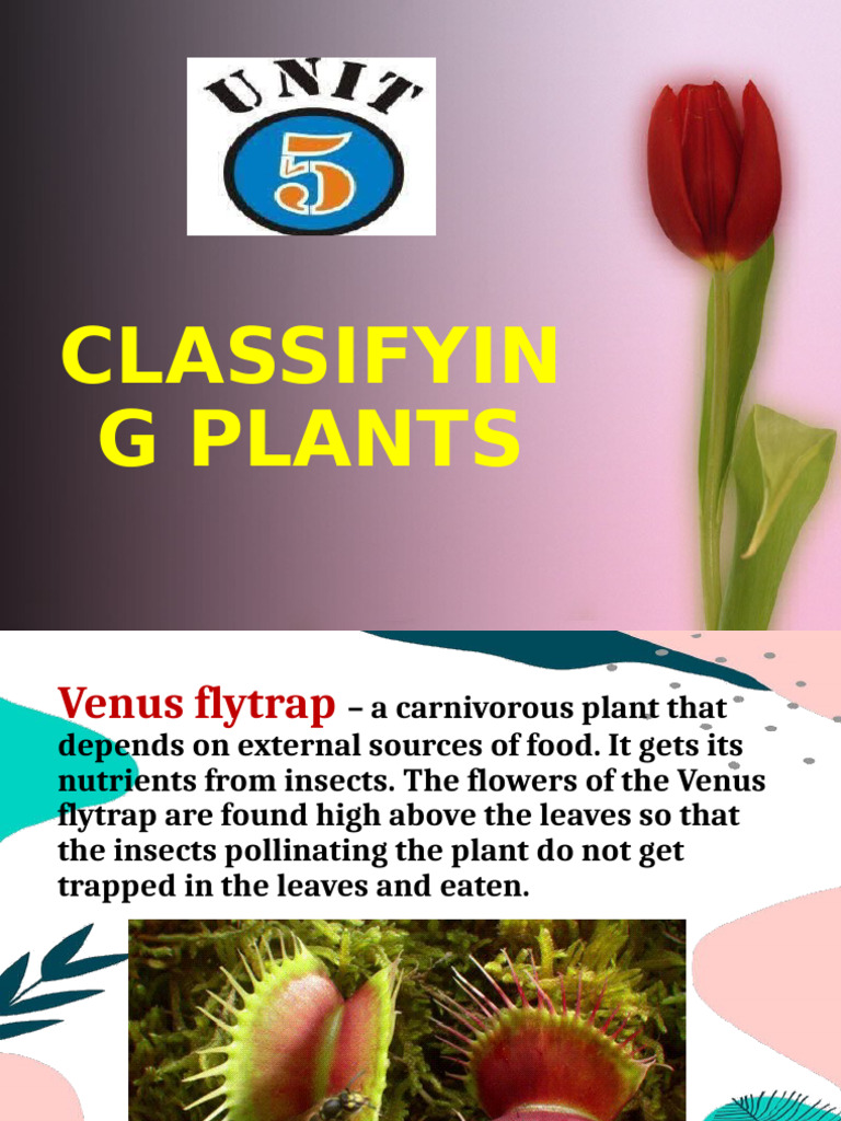 Plant Classification Guide: Types & Features | PDF | Seed | Trees