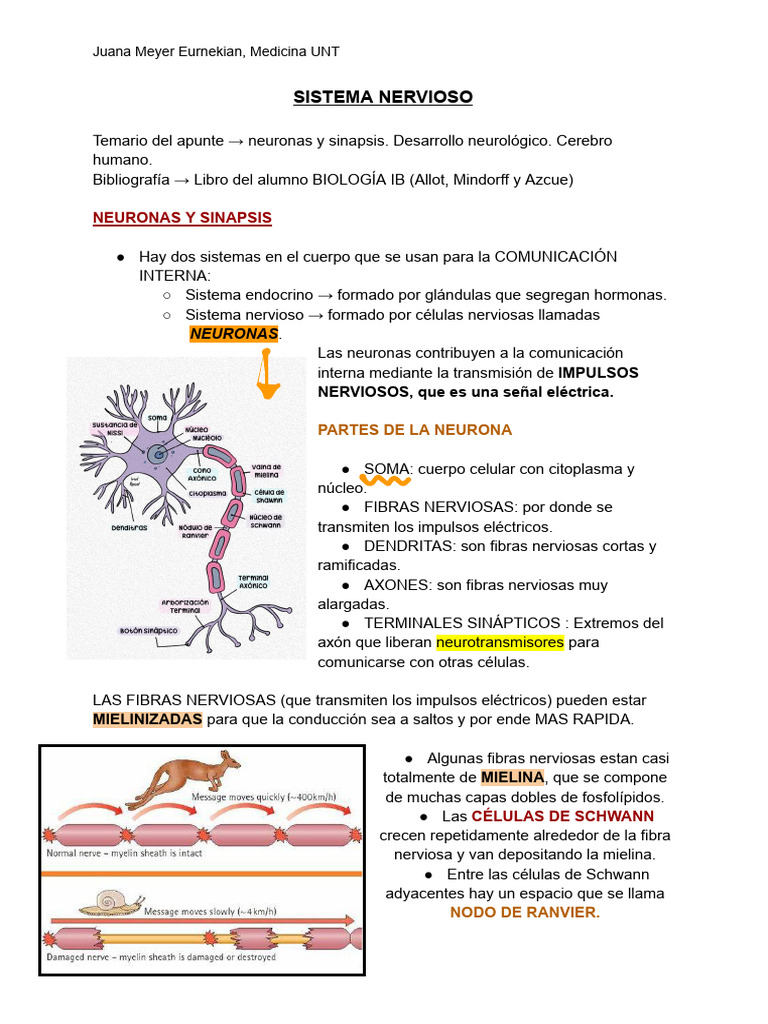 Neuronas y Sinapsis: Funciones Clave | PDF | Sinapsis | Potencial de acción
