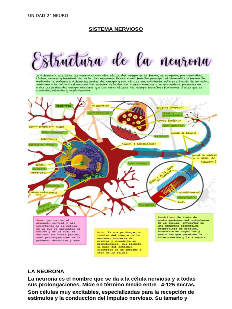 Estructura y Función de Neuronas | PDF | Sinapsis | Potencial de acción