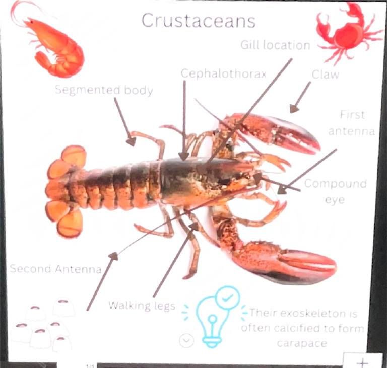 Crustaceans | PDF