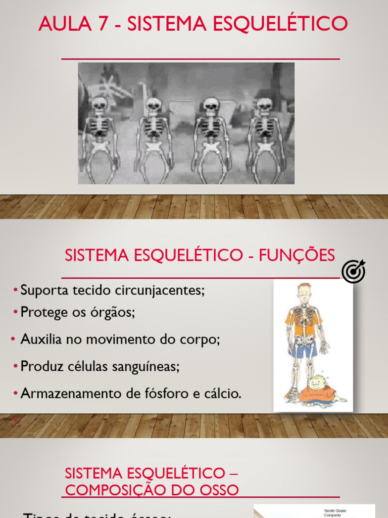 Funções e Classificação do Sistema Esquelético | PDF | Esqueleto | Osso