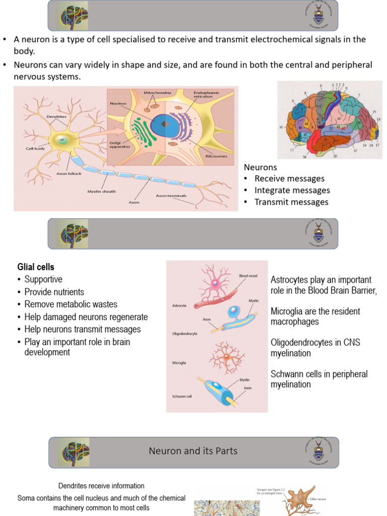 Neurons and Neurotransmission Explained | PDF | Chemical Synapse ...