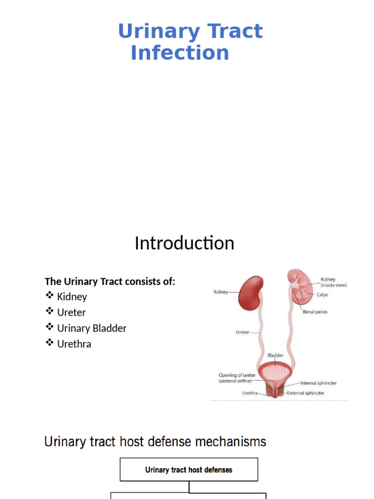 Understanding Urinary Tract Infections | PDF | Urinary Tract Infection ...