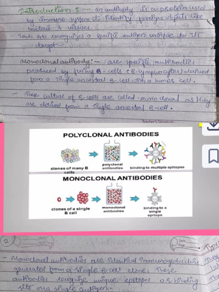 Monoclonal Antibody | PDF