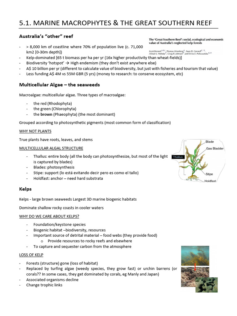 Marine Macroalgae and Kelp Ecosystems | PDF | Coral Reef | Seaweed