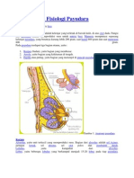 Anatomi Dan Fisiologi Payudara