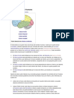 Morfología Cerebral Humana