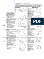 Reading Cat Body Language