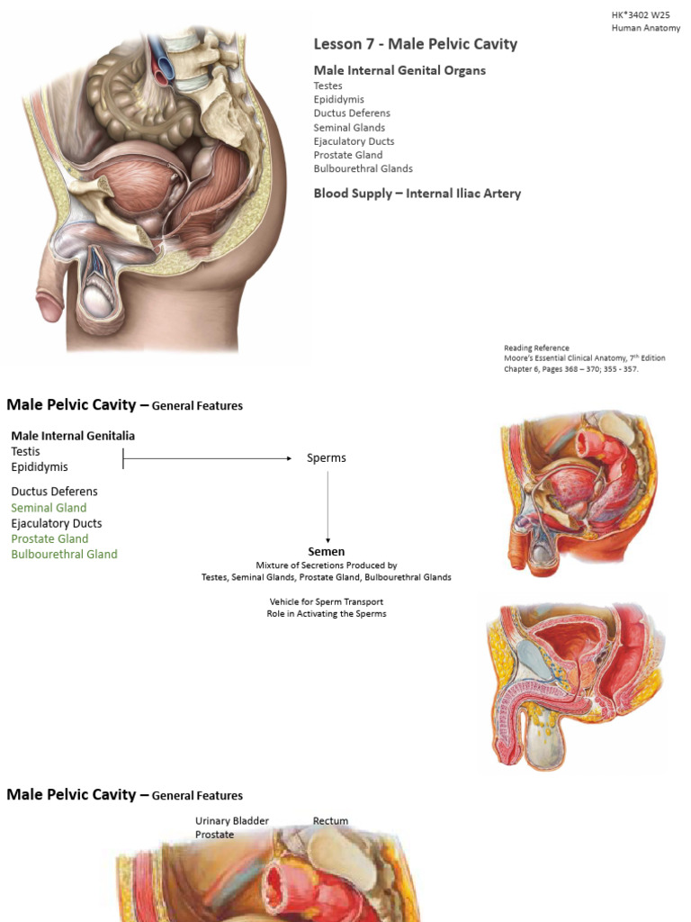 7 Male Pelvis Post | PDF | Prostate | Mammal Reproductive System