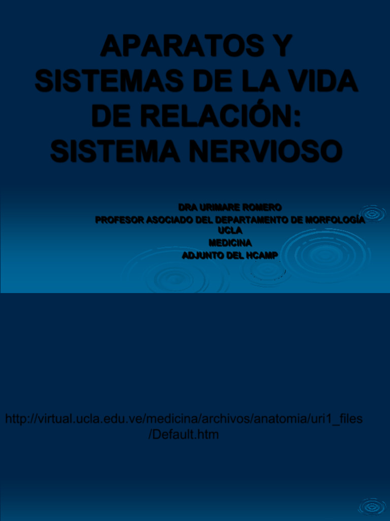 Clase Teórica de Sistema Nervioso | PDF | Sistema nervioso | Neurona