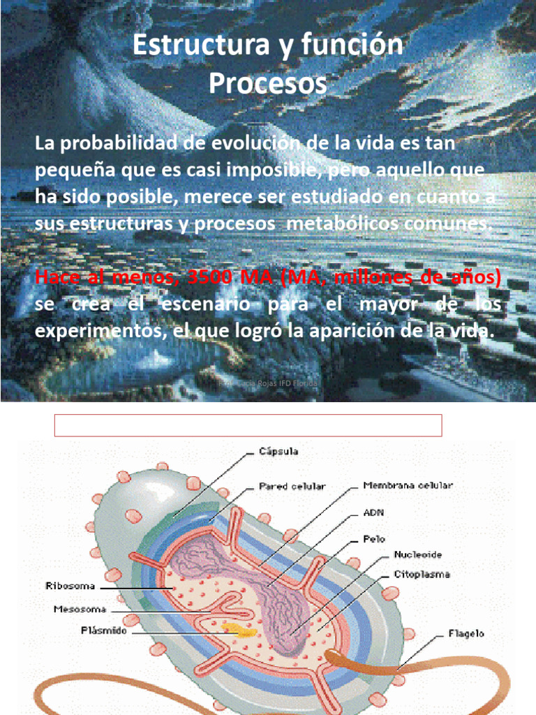 Estructura y Función de Procariotas | PDF | Las bacterias | Biología ...