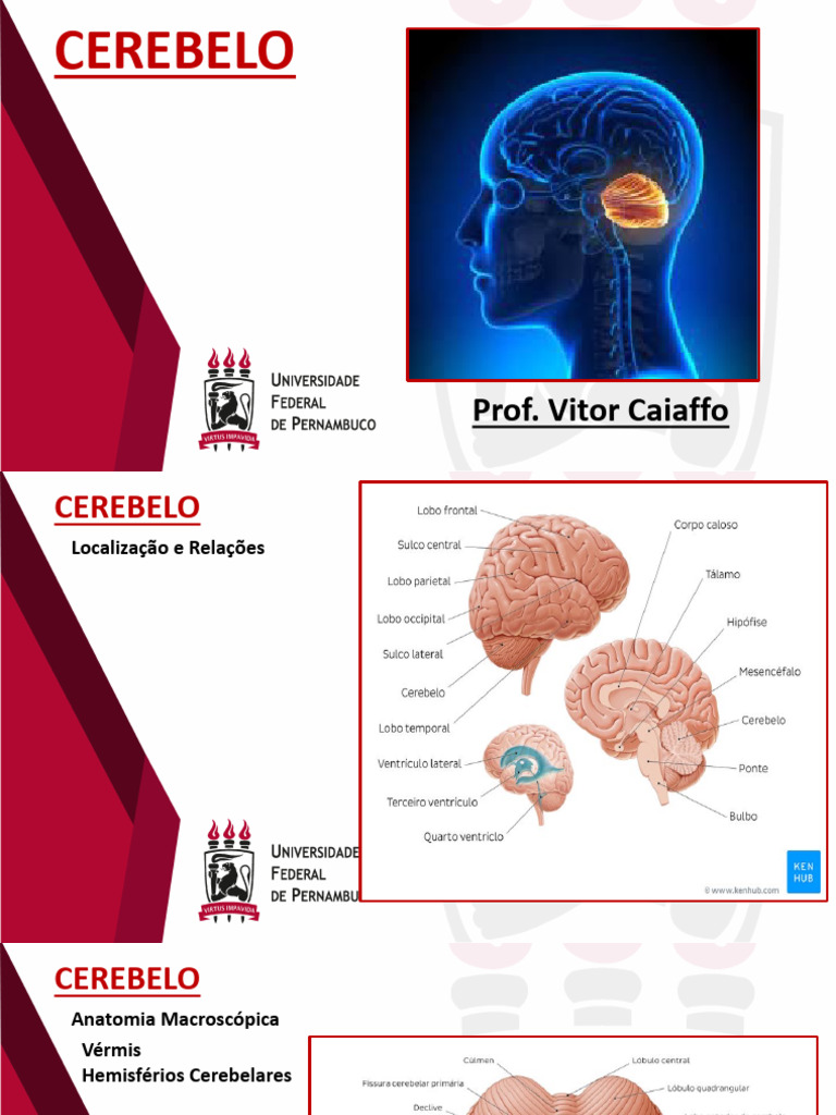 Anatomia e Funções do Cerebelo | PDF | Cerebelo | Corpo humano