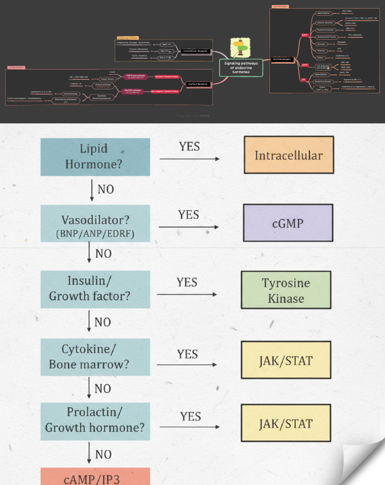 Endocrine Hormone Signaling Pathways Overview | PDF | Endocrine System ...