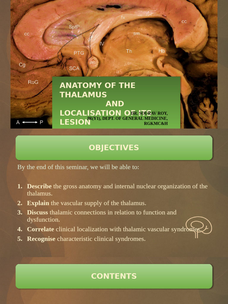 Thalamus Anatomy and Lesion Localization | PDF | Thalamus | Cerebral Cortex
