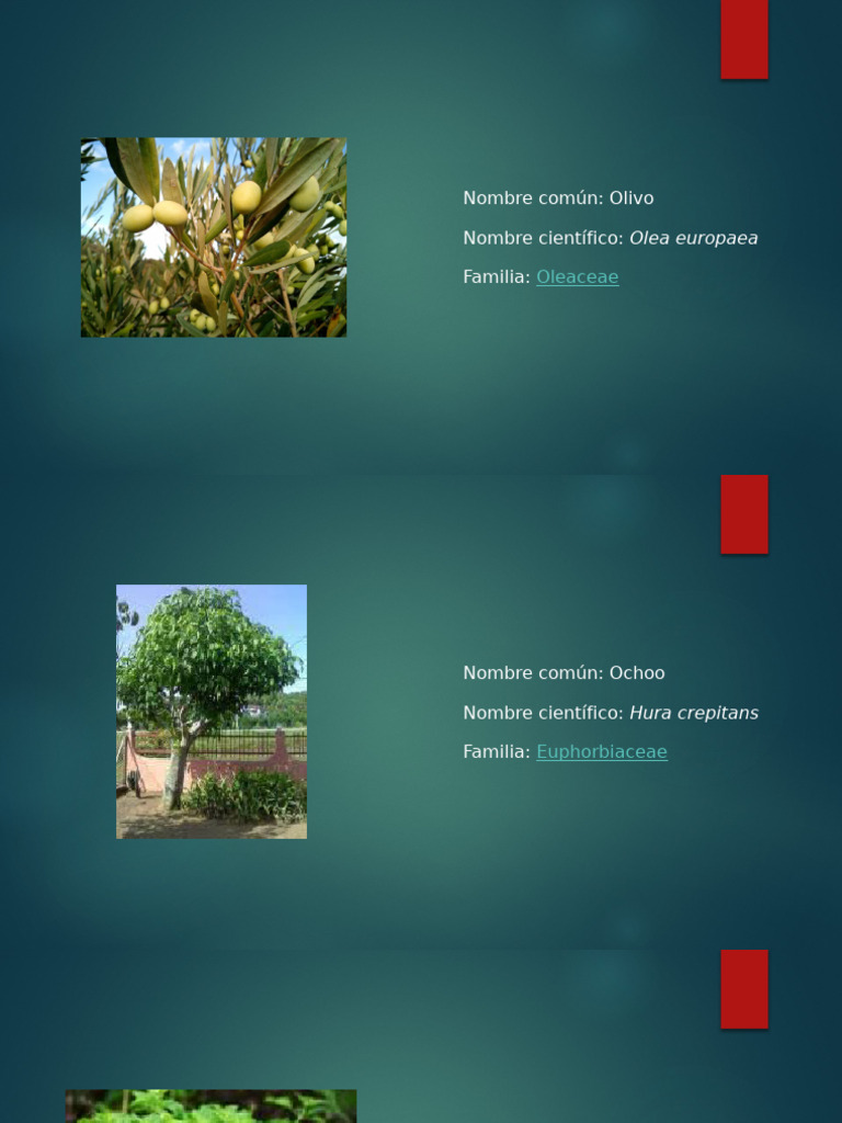 Información sobre el Ochoo y otras plantas | PDF