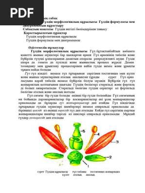 Жас қыздармен жыныстық қатынастың әртүрлі түрлері