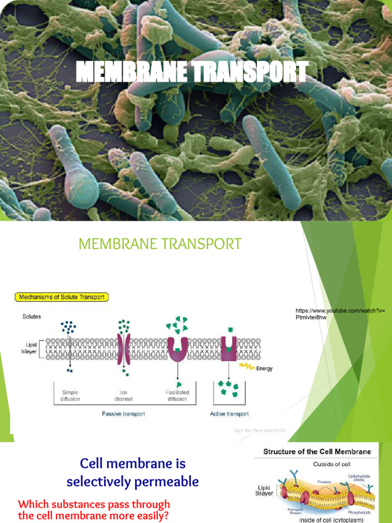 Membrane Transport Mechanisms Explained | PDF | Osmosis | Hemodialysis