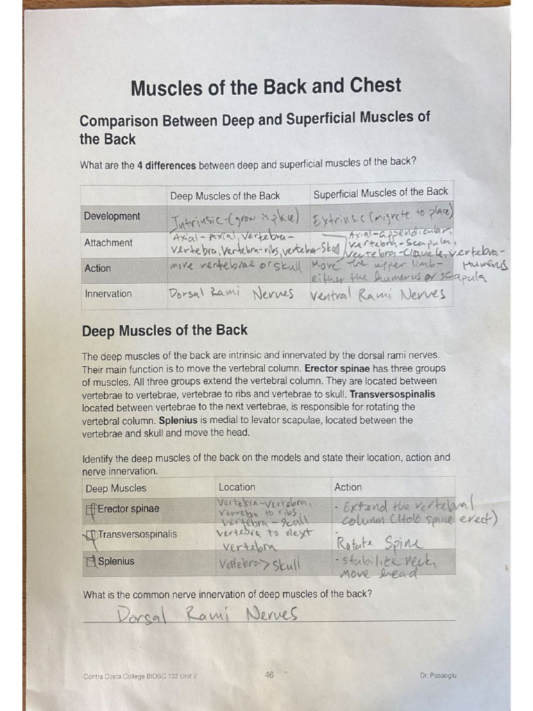 Muscle of The Back and Spinal Cord and Neural Mapping | PDF