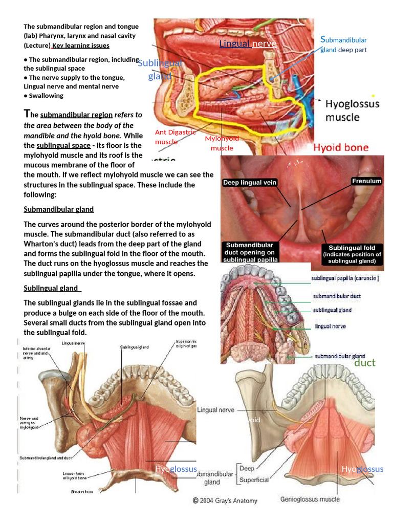 Submandibular and Sublingual Anatomy | PDF | Tongue | Primate Anatomy