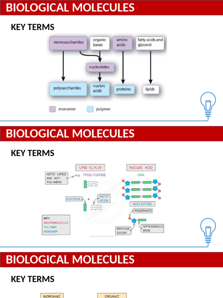 Biological Molecules A Level | PDF | Protein Structure | Carbohydrates