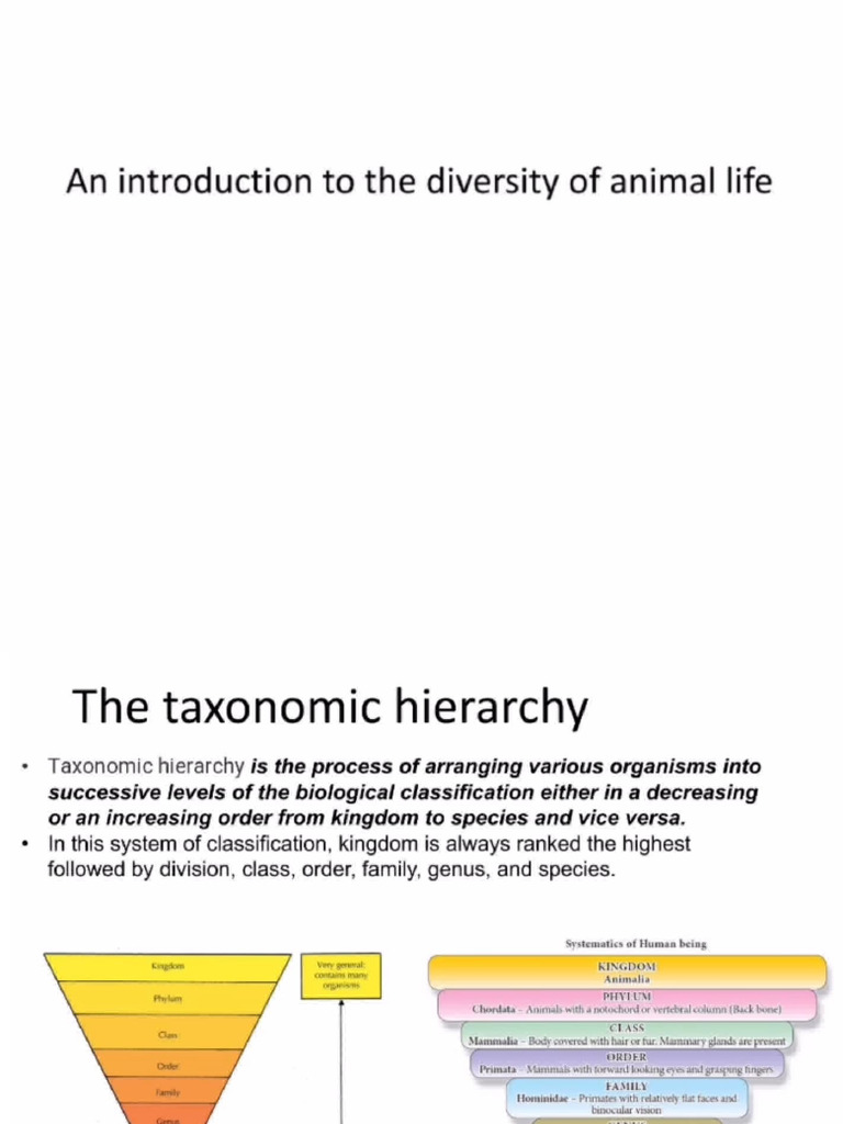 Lecture 1 - Basis of Animal Classification | PDF