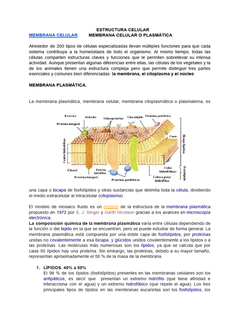 Estructura y funciones de la membrana celular | PDF | Pared celular ...