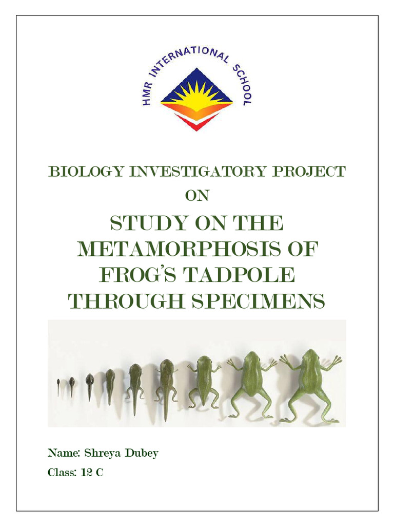 Frog Metamorphosis Study Project | PDF | Frog | Amphibian