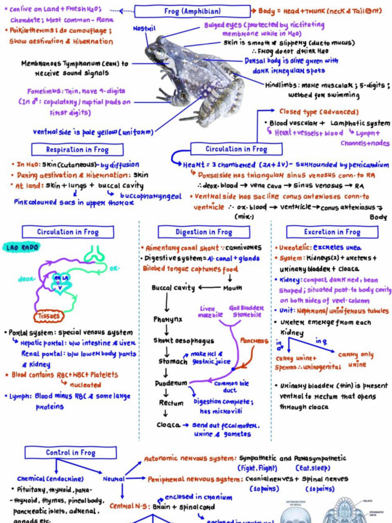 Frog & Cockroach | PDF