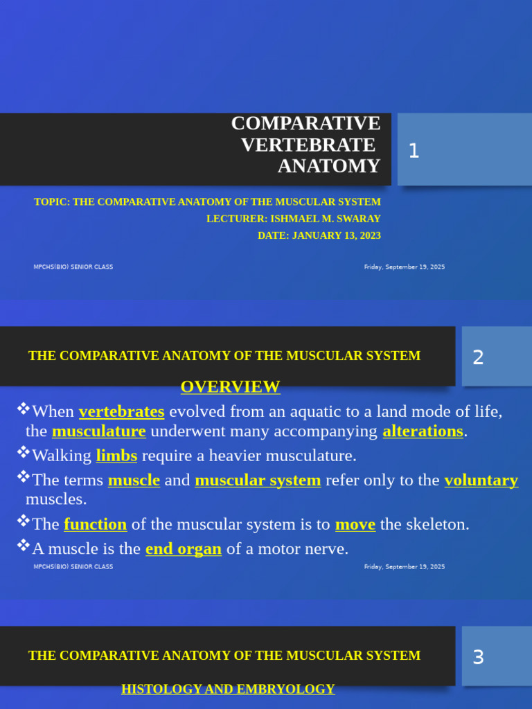 Comparative Anatomy of Muscular System | PDF | Muscle | Anatomy