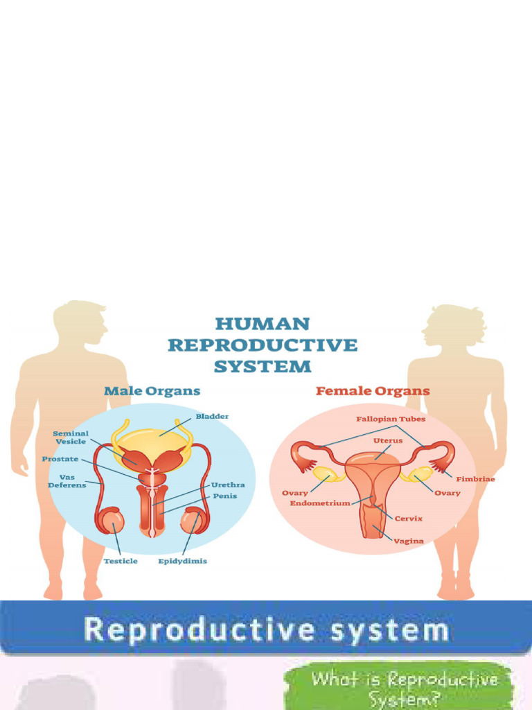 Overview of the Reproductive System | PDF