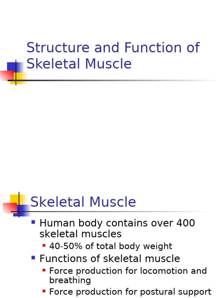 Structure and Function of Skeletal Muscle | PDF | Skeletal Muscle ...