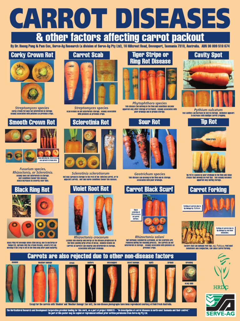 Common Carrot Diseases and Effects | PDF | Carrot | Plants