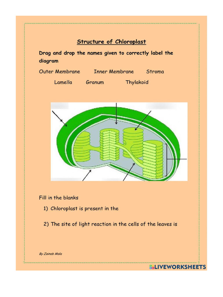 Structure of Chloroplast | PDF