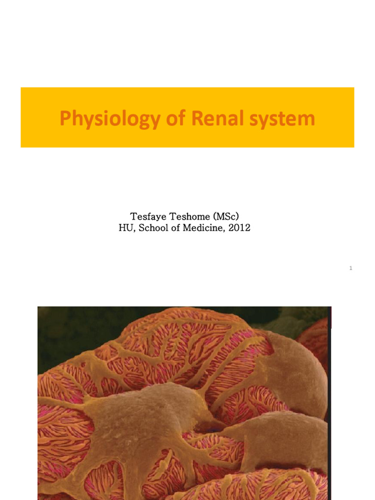 Renal System Physiology Overview | PDF | Kidney | Urinary System