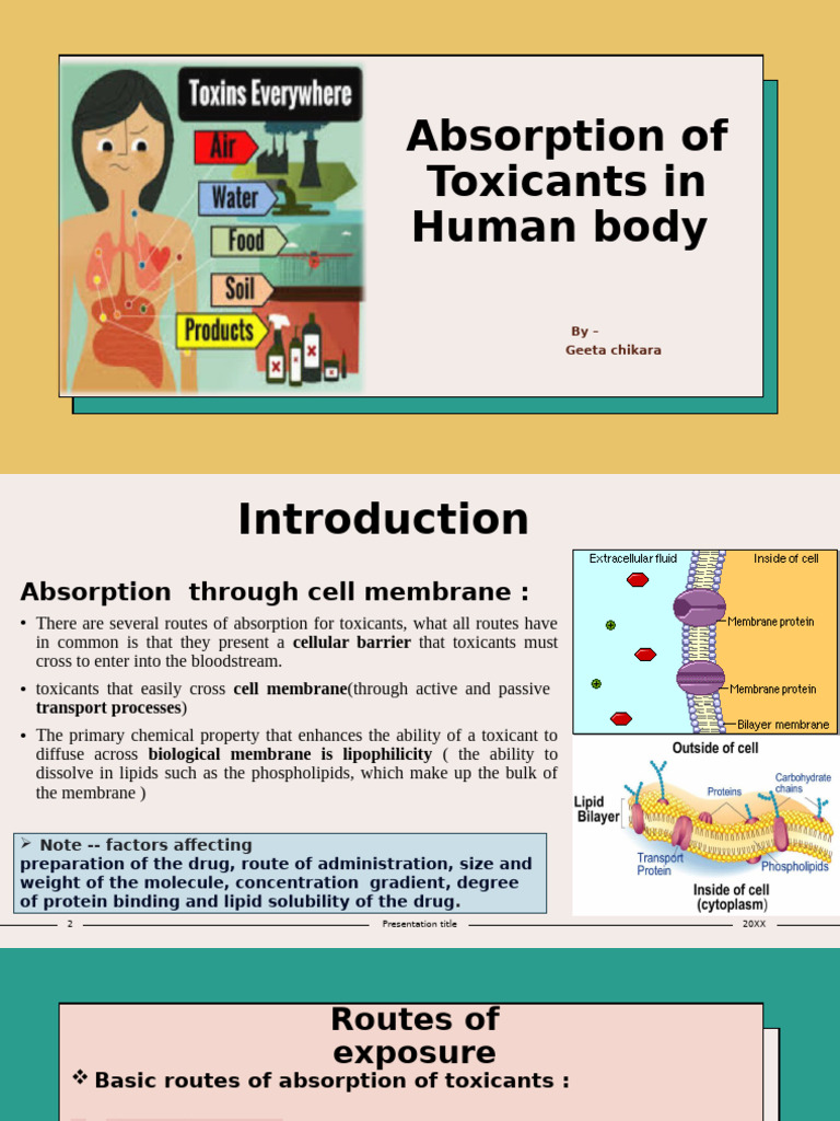 Toxicant Absorption in the Human Body | PDF | Skin | Gastrointestinal Tract
