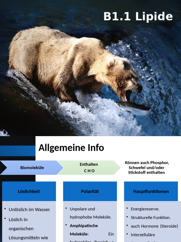 B1.1 Lipide | PDF