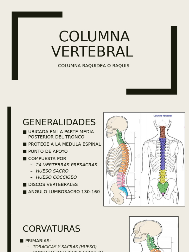 Estructura y Función de la Columna Vertebral | PDF | Vértebra | Sistema ...