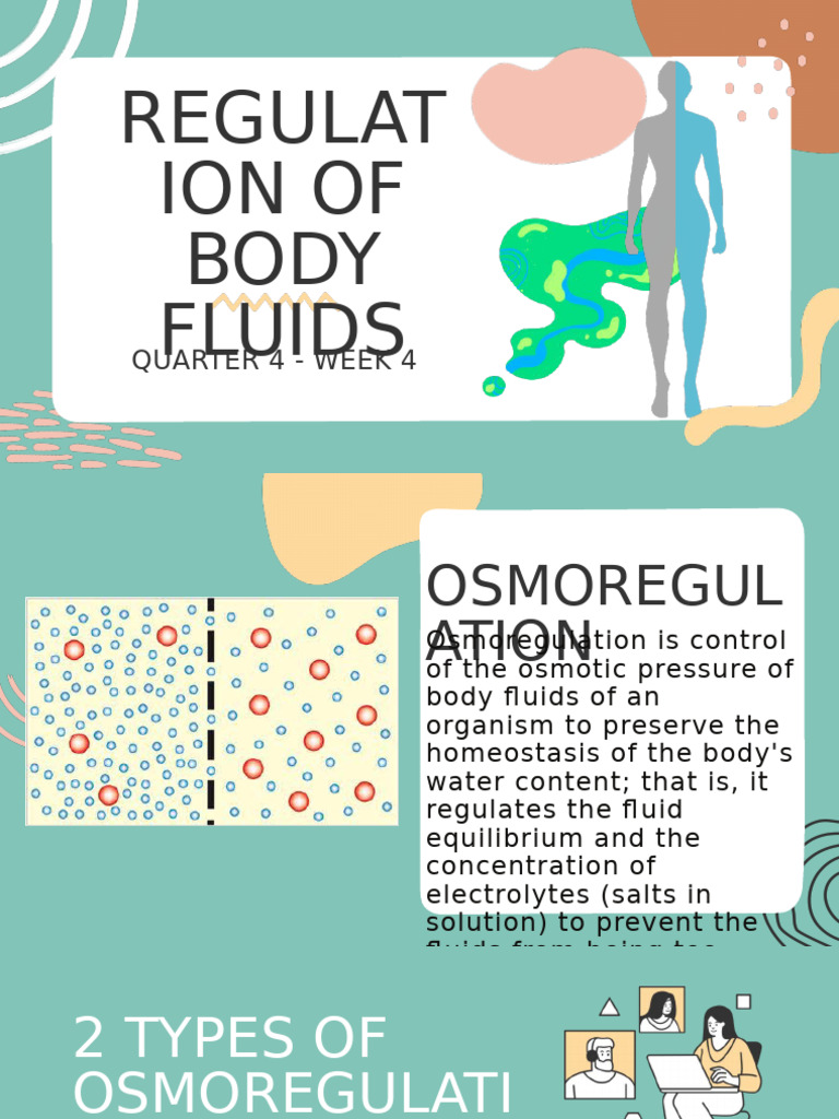 4.regulation of Body Fluids | PDF | Kidney | Physiology