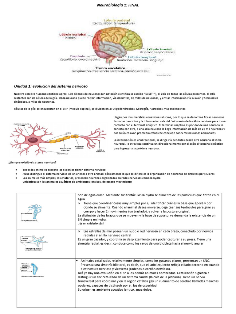 Evolución del Sistema Nervioso | PDF | Potencial de acción | Sinapsis