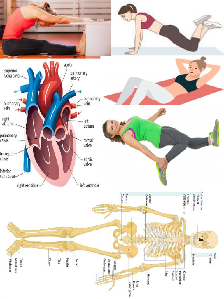 Manual Physical | PDF