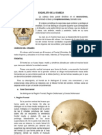 Osteologia de Craneo